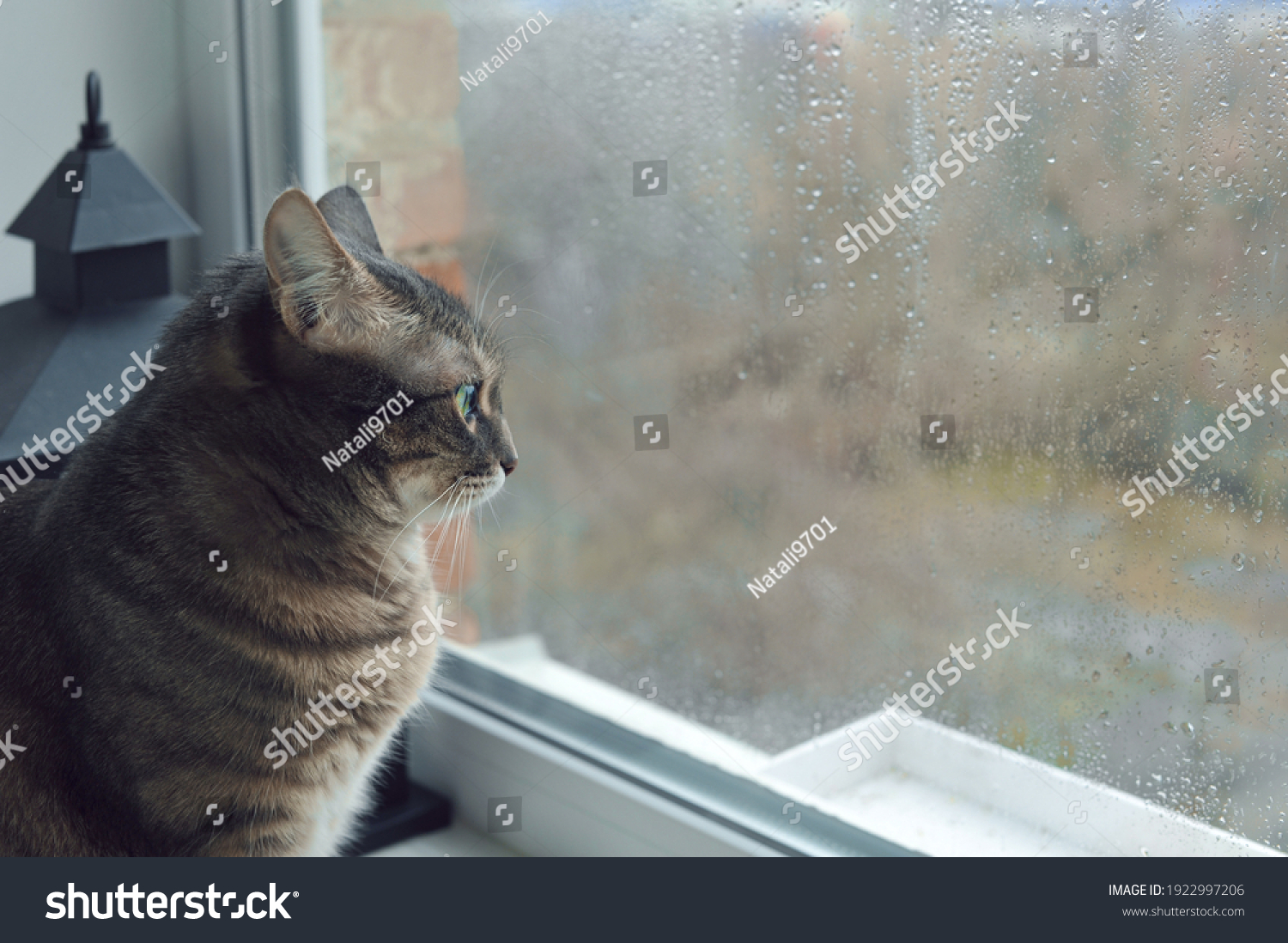 Cat rain Images, Stock Photos & Vectors | Shutterstock