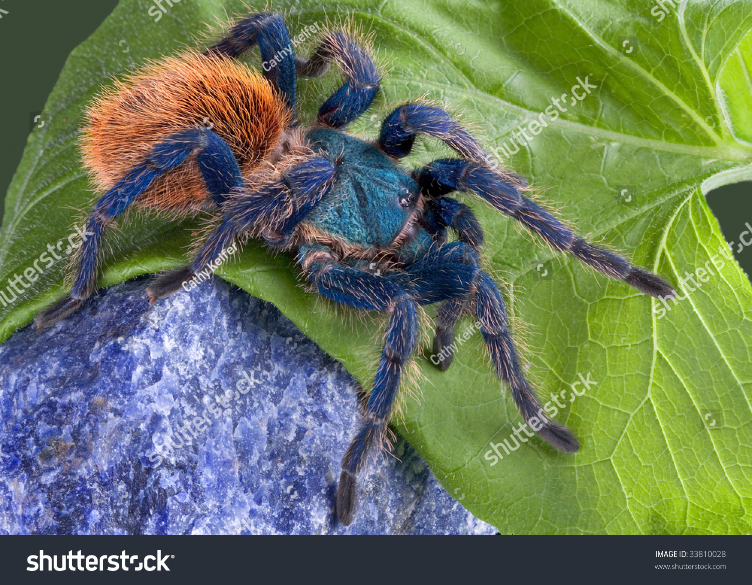 Green Bottle Blue Tarantula Climbing Over Stock Photo 33810028 ...