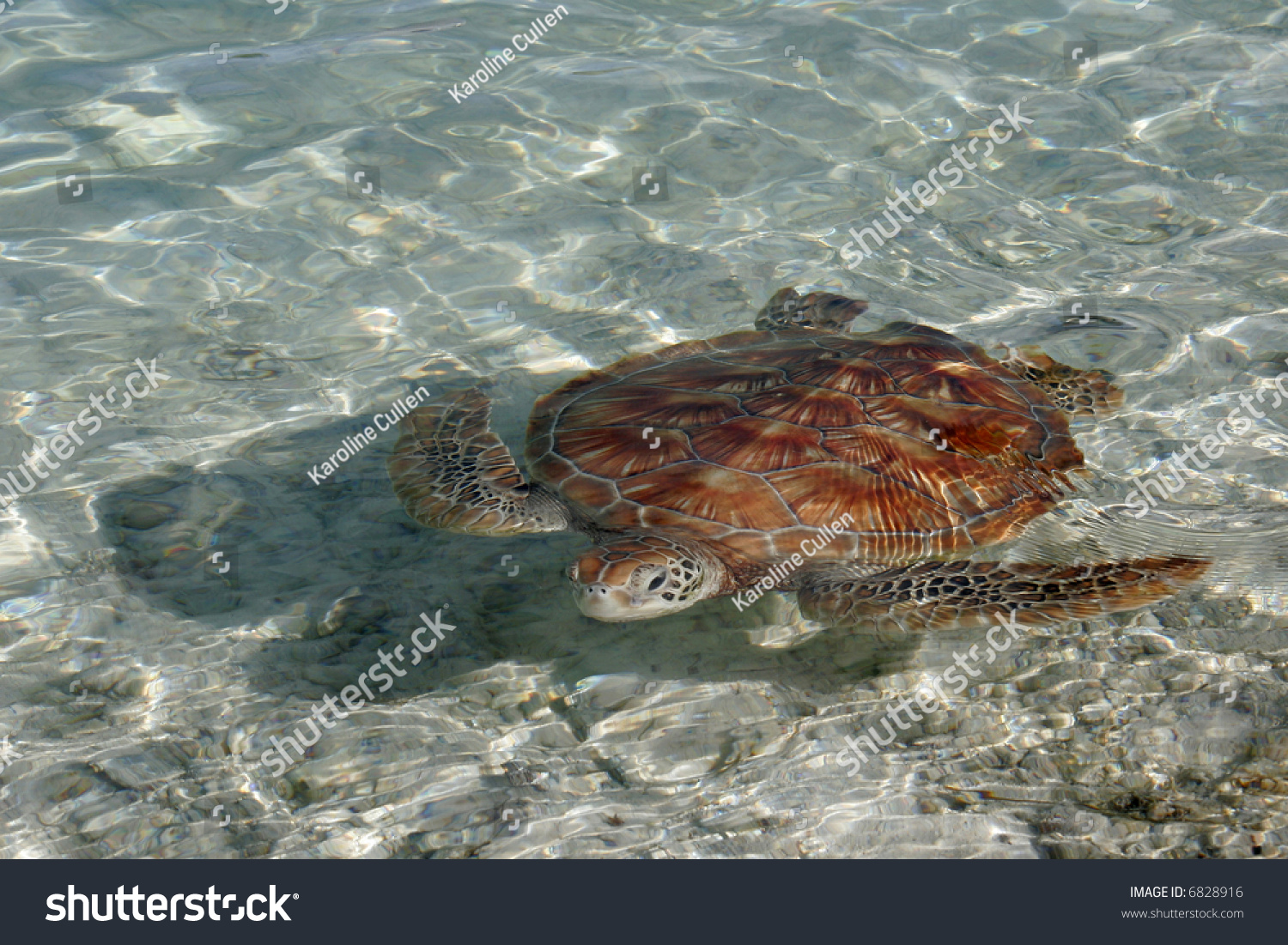 A Green Sea Turtle, With Its Lovely Brown Shell, Leisurely Swims In The ...