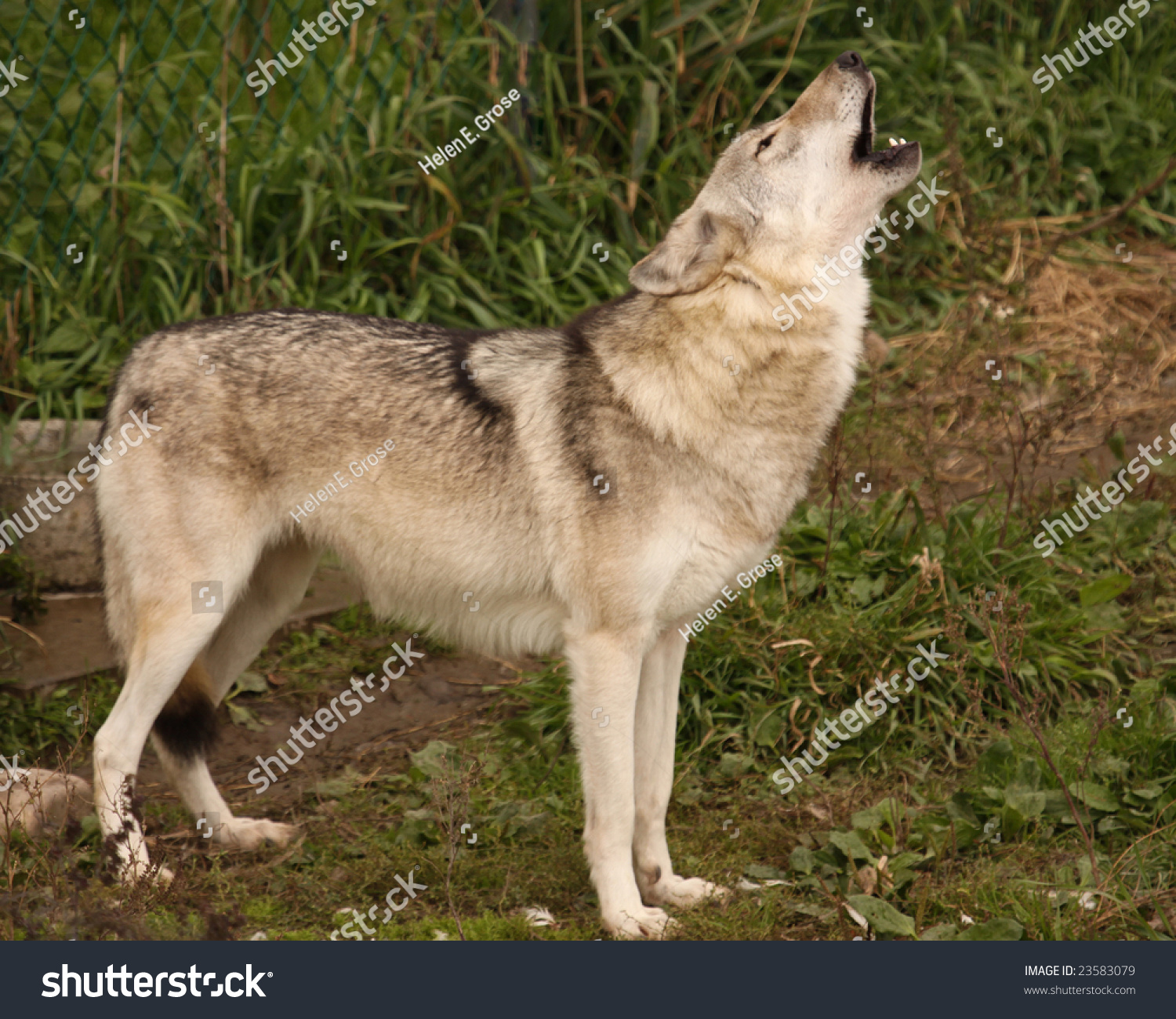 A Grey Wolf Howling Stock Photo 23583079 : Shutterstock
