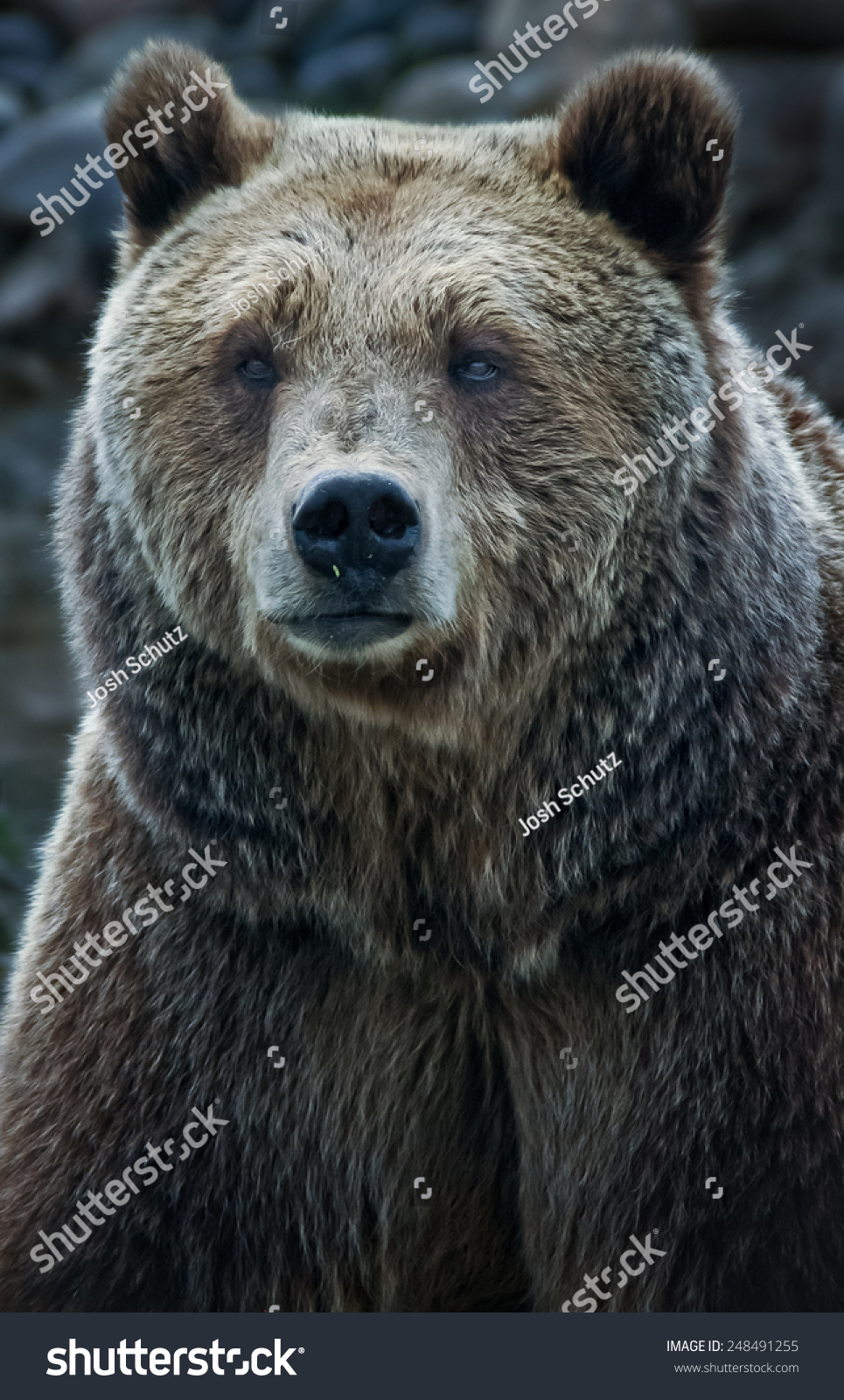 A Grizzly Bear Stares Stock Photo 248491255 : Shutterstock