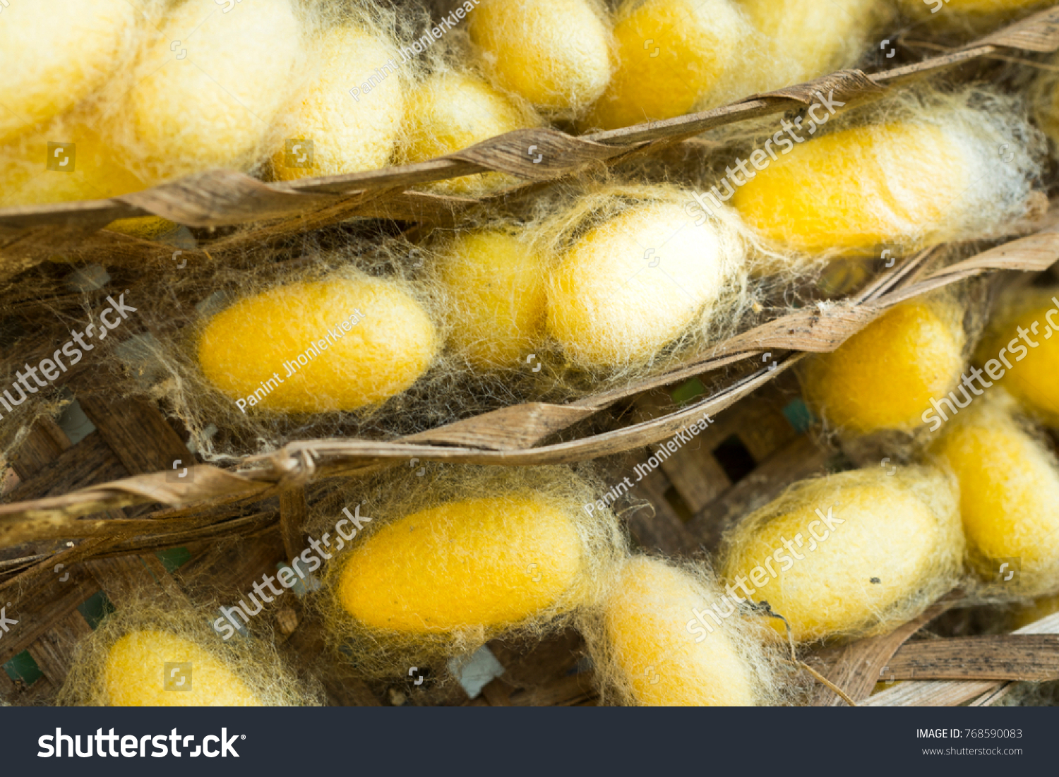 Group Cocoons Collection Cocoons Stock Photo 768590083 | Shutterstock