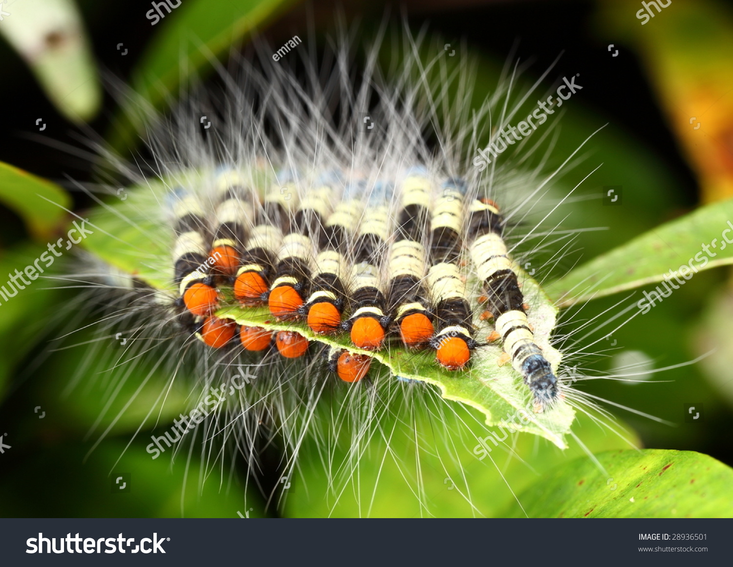 A Group Of Colorful Caterpillar Found In Bukit Tinggi, Malaysia Stock ...