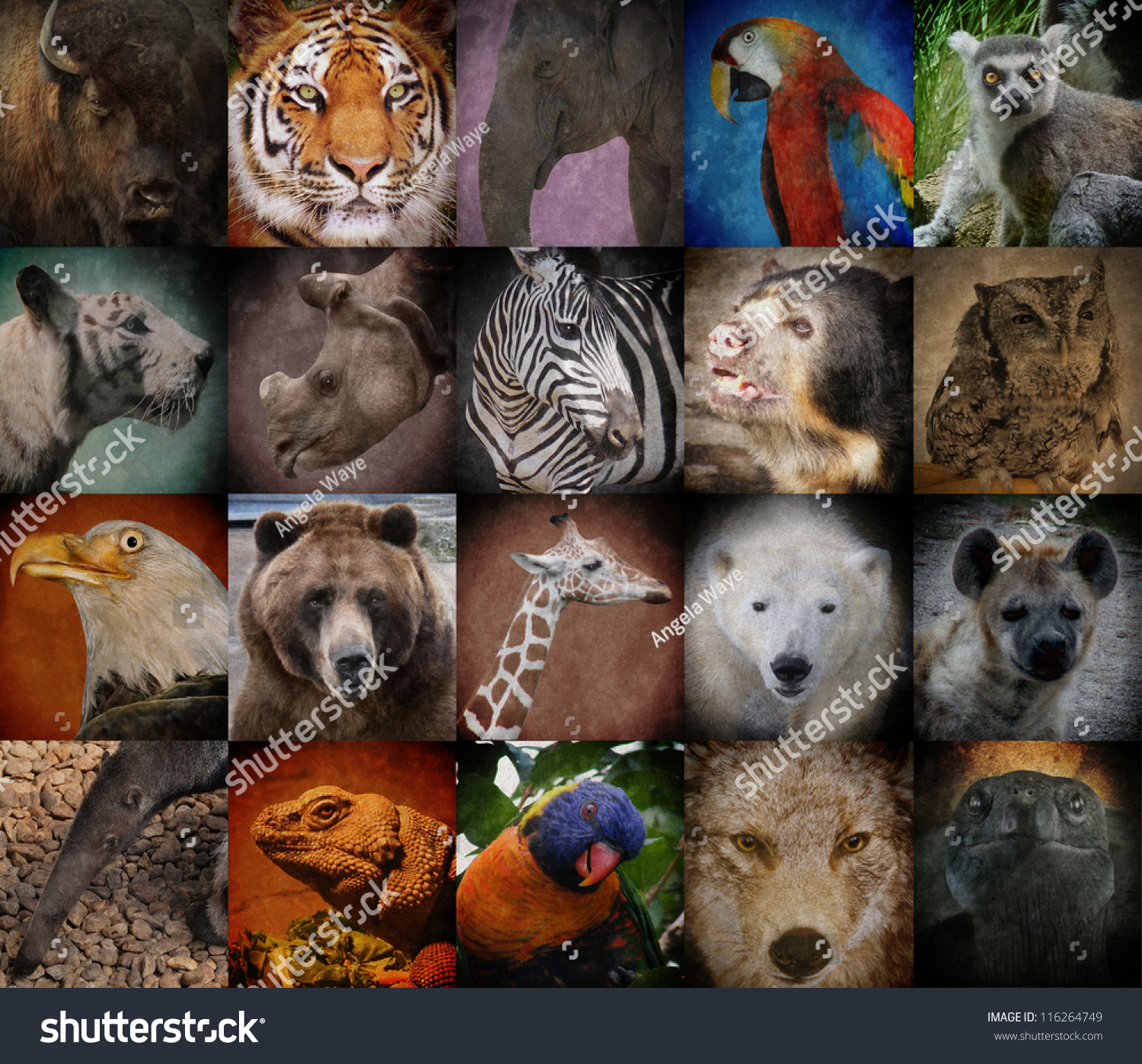 Image result for a group of different animals