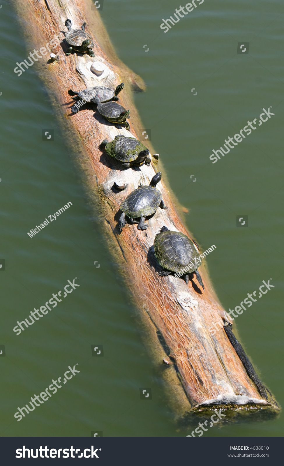 A Group Of Turtles Enjoys A Sunny Day On A Log Floating On A Pond Stock ...