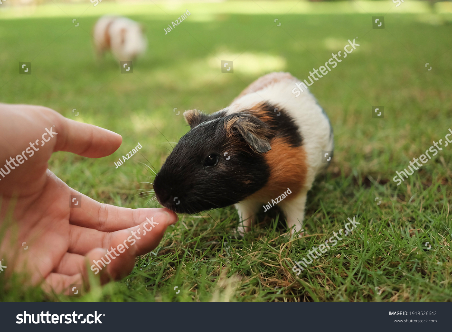 Pig Smell Hand Nature Blurred Stock Photo (Edit Now) 1918526642