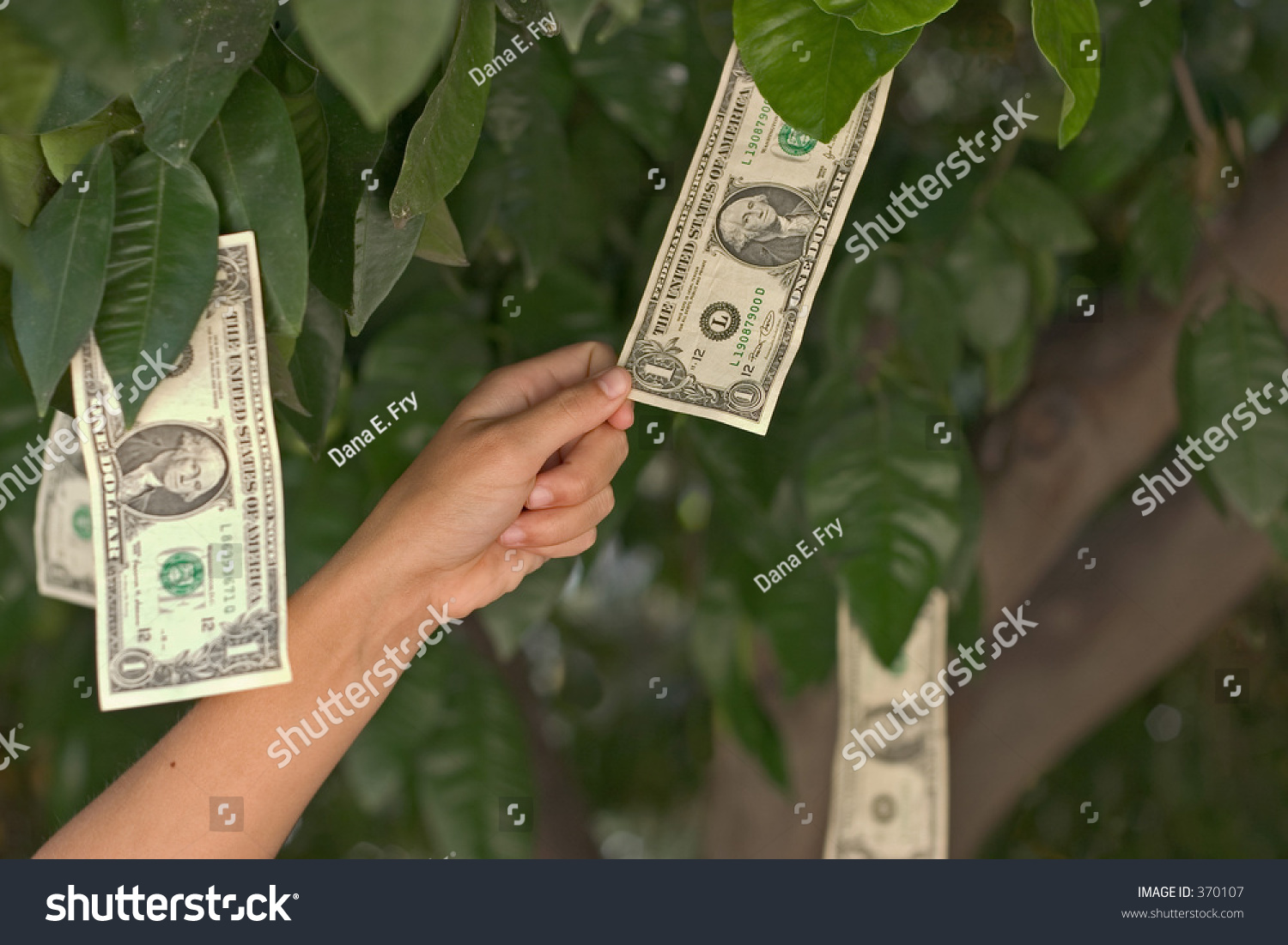 hand-pulling-dollar-off-money-tree-stock-photo-edit-now-370107