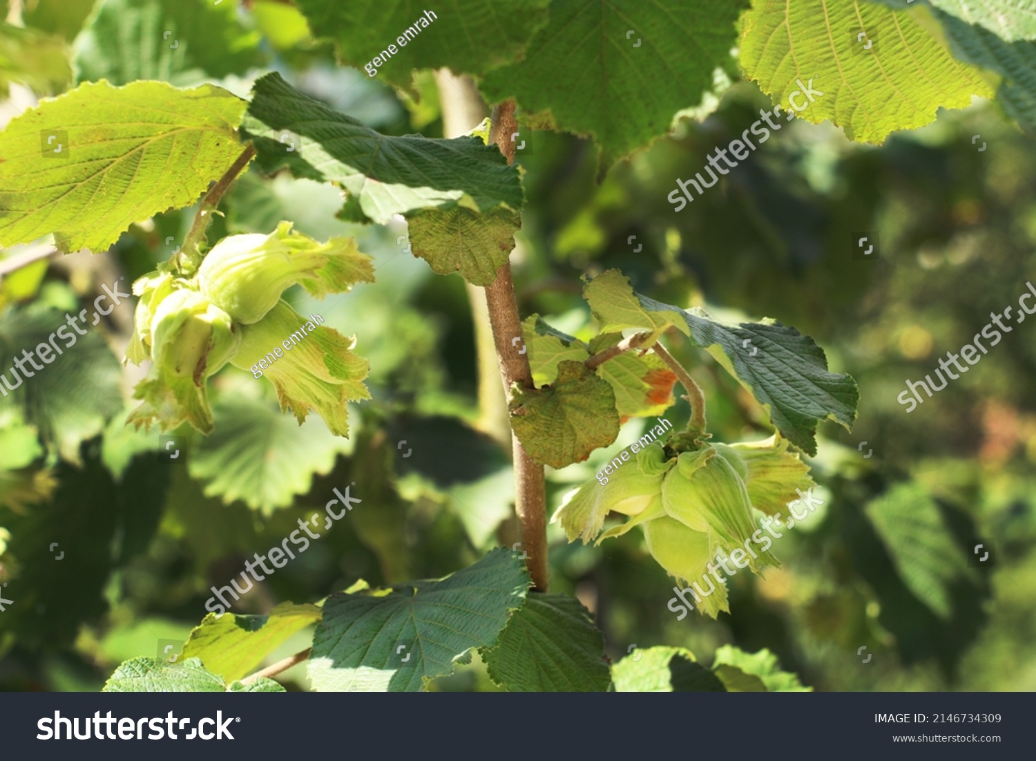 Hazelnut Tree Province Ordu Famous Hazelnuts Stock Photo 2146734309 ...