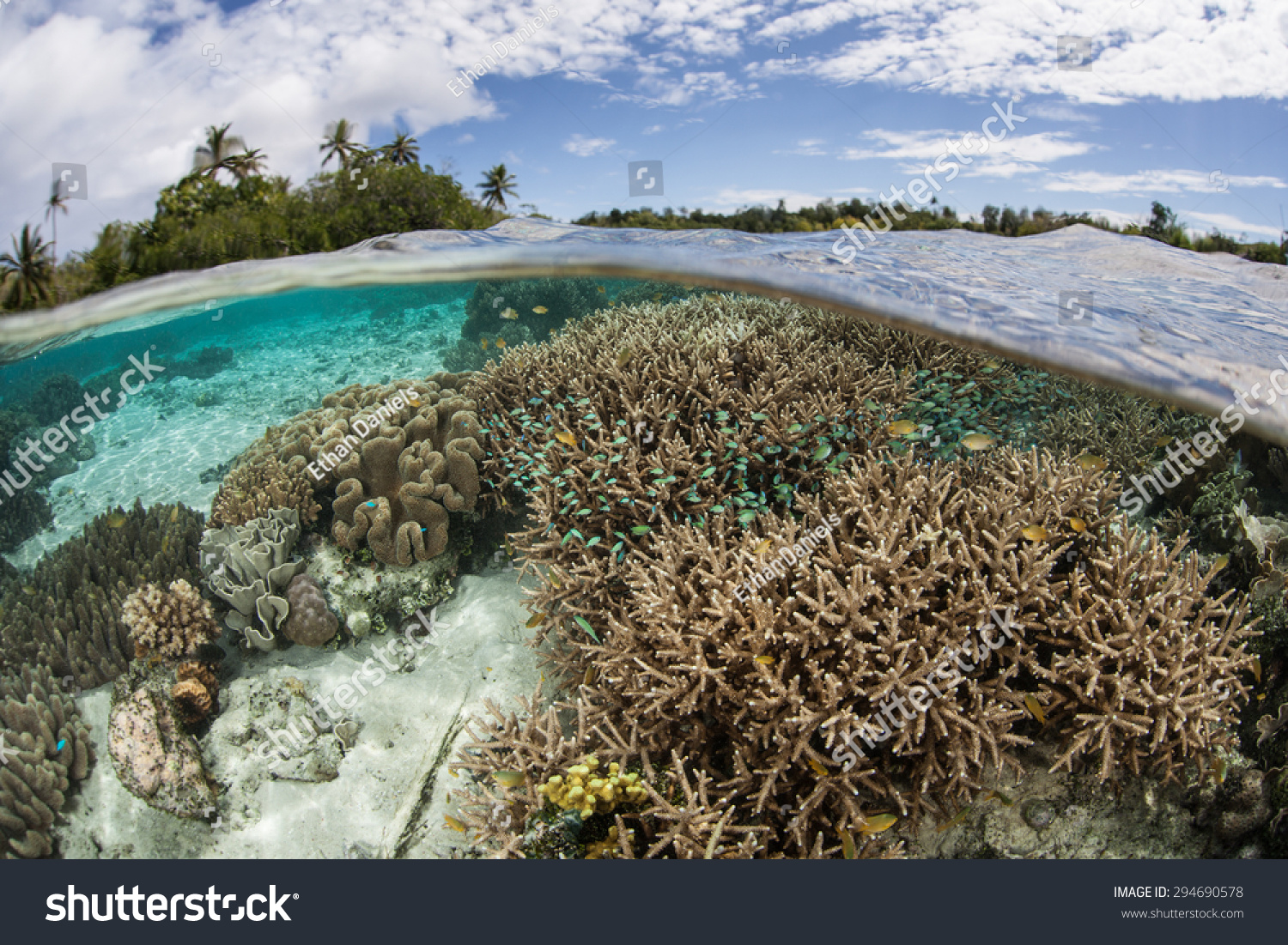 A Healthy, Beautiful Coral Reef Grows In Shallow Water In The Solomon ...