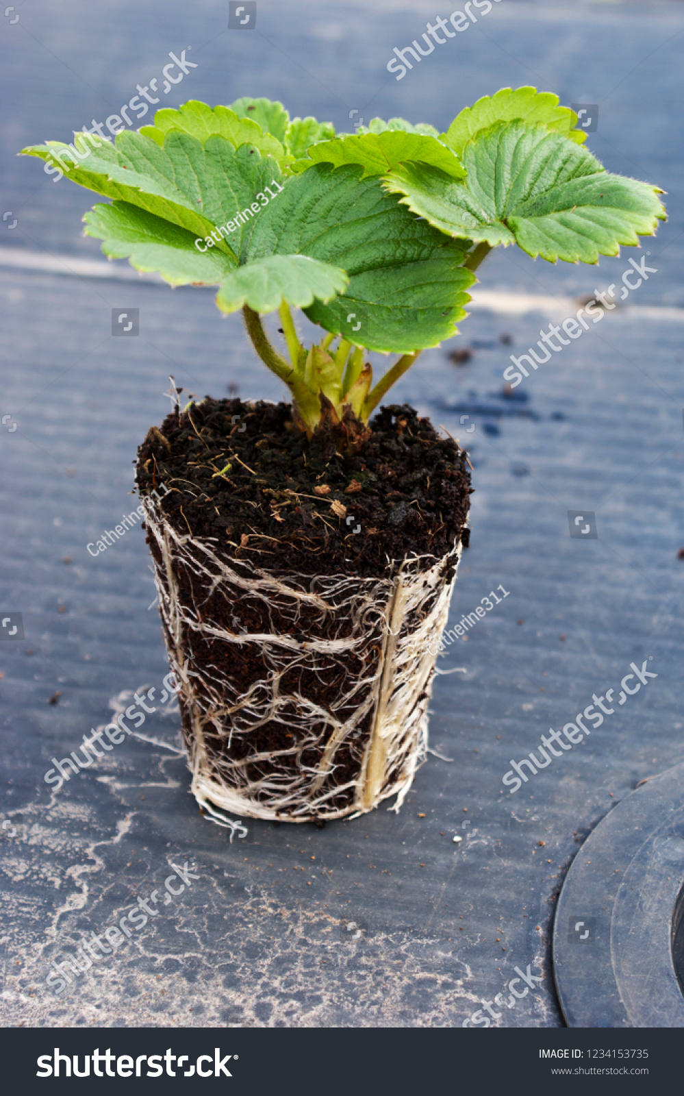 Healthy Fully Rooted Strawberry Plug Plant Stock Photo (Edit Now) 1234153735