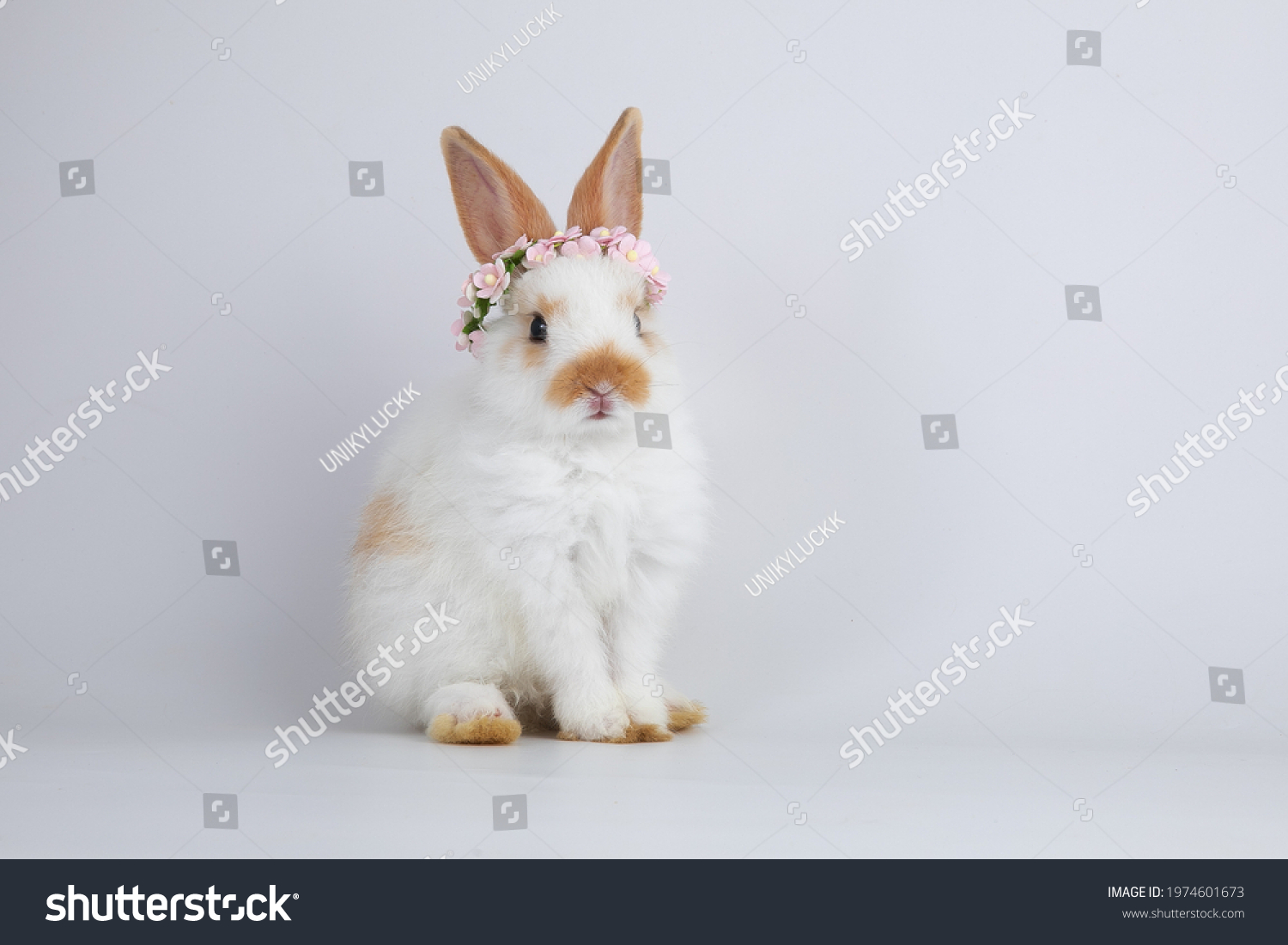 うさぎ の画像 写真素材 ベクター画像 Shutterstock