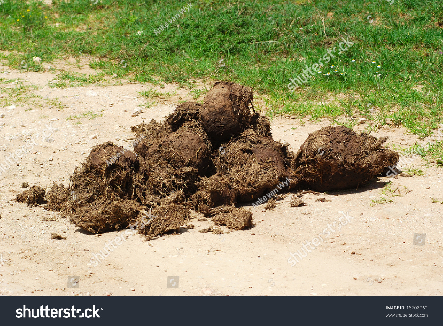 Heap African Elephant Dung Game Park Stock Photo 18208762 - Shutterstock