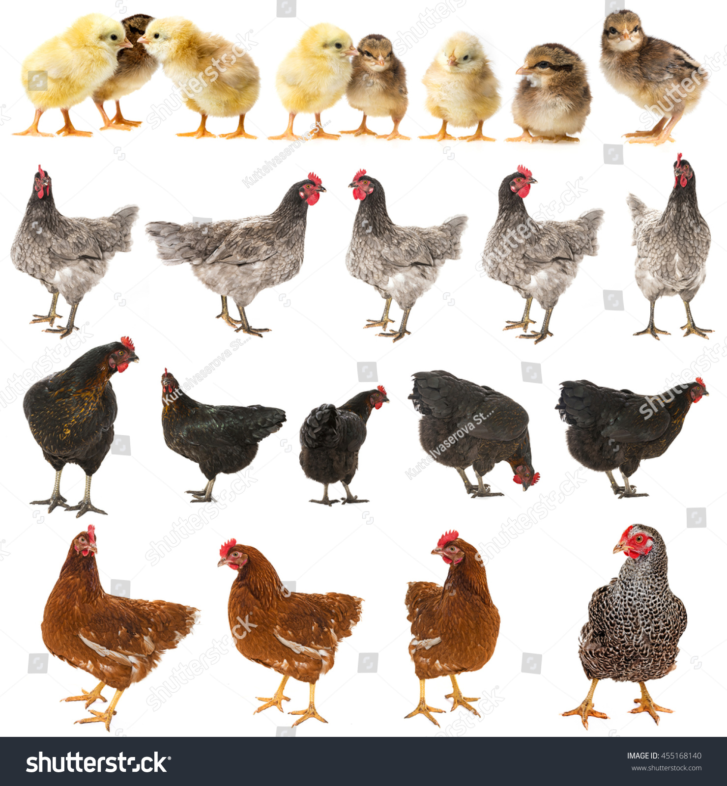 Hen Chicken Isolated On White Background Stock Photo (Edit Now) 455168140