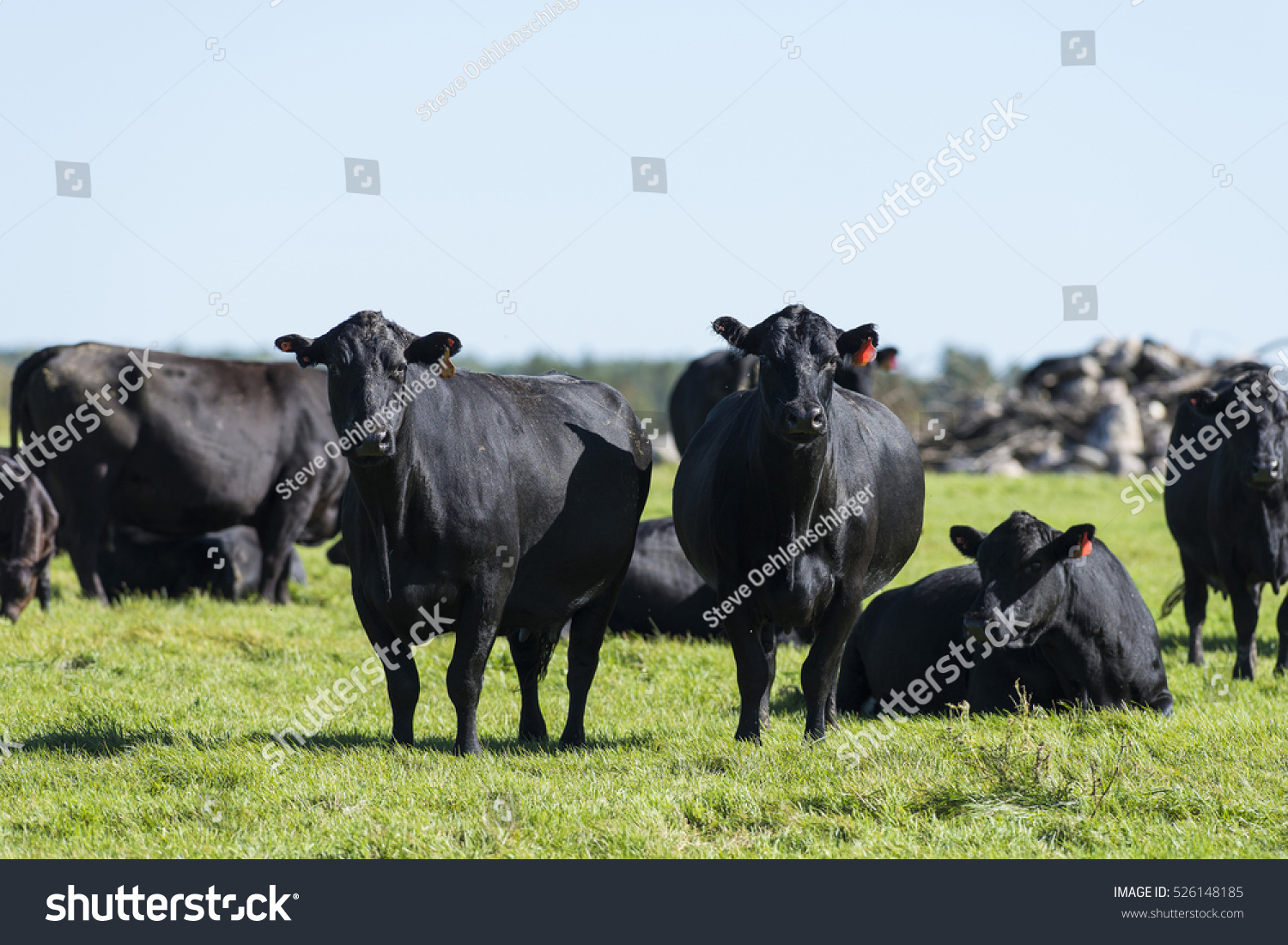 Herd Black Angus Cattle Stock Photo 526148185 - Shutterstock