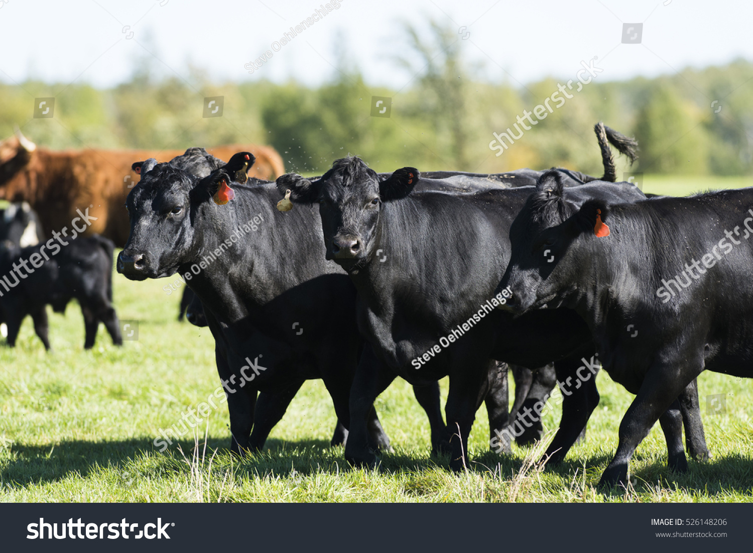 A Herd Of Black Angus Cattle Stock Photo 526148206 : Shutterstock