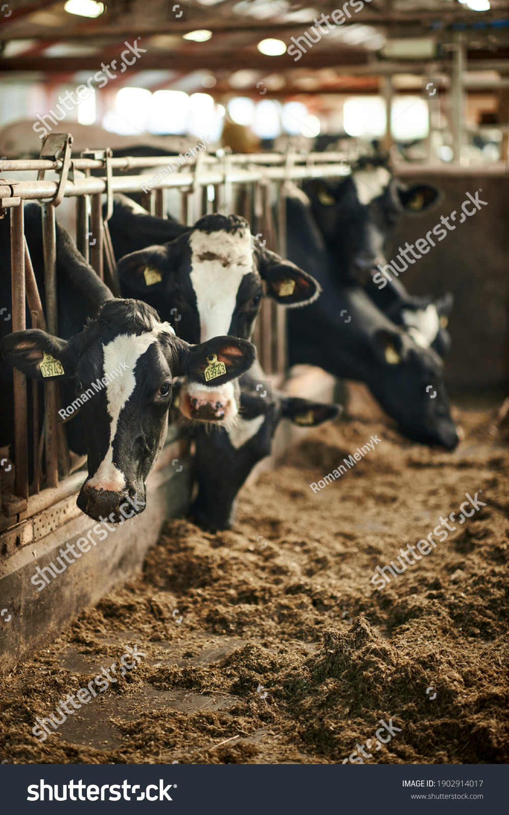 47,541 Cow barn Images, Stock Photos & Vectors | Shutterstock