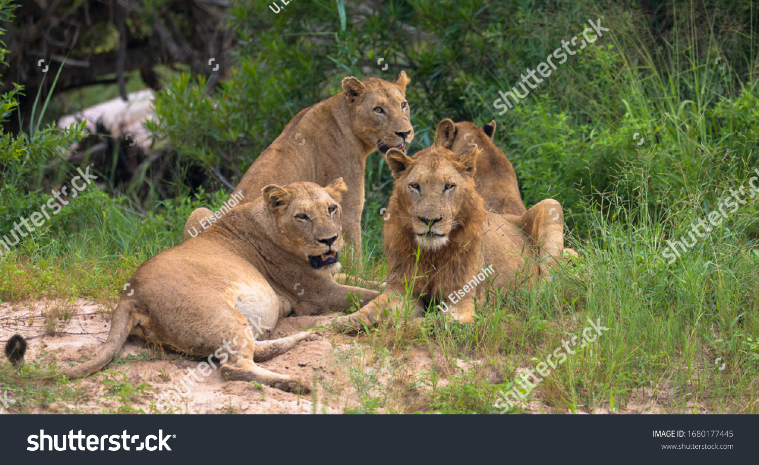 6,363 Herd lions Images, Stock Photos & Vectors | Shutterstock