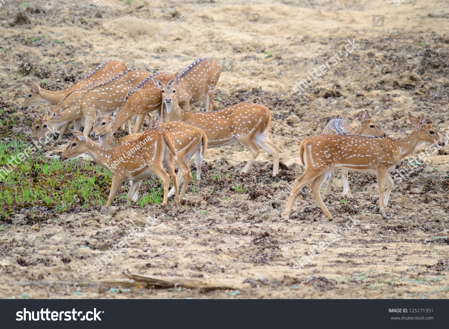 what is a herd of deer called