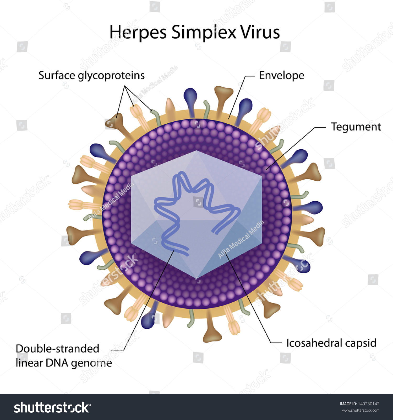 Herpes Virus Labeled Stock Illustration 149230142 - Shutterstock