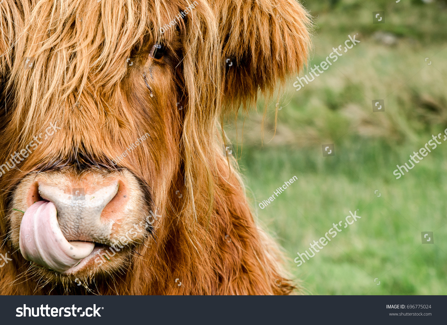 Highland Coo Licking His Nose His Stock Photo Edit Now 696775024
