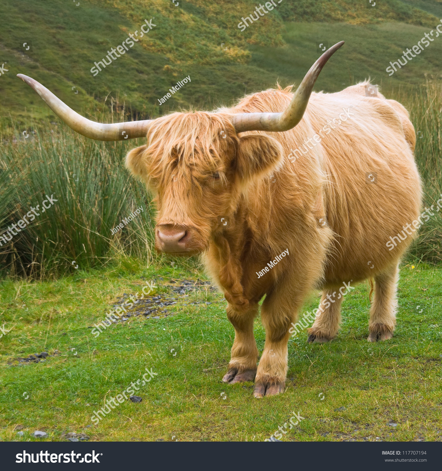 Highland Cow Shaggy Golden Hair Long Stock Photo 117707194 - Shutterstock