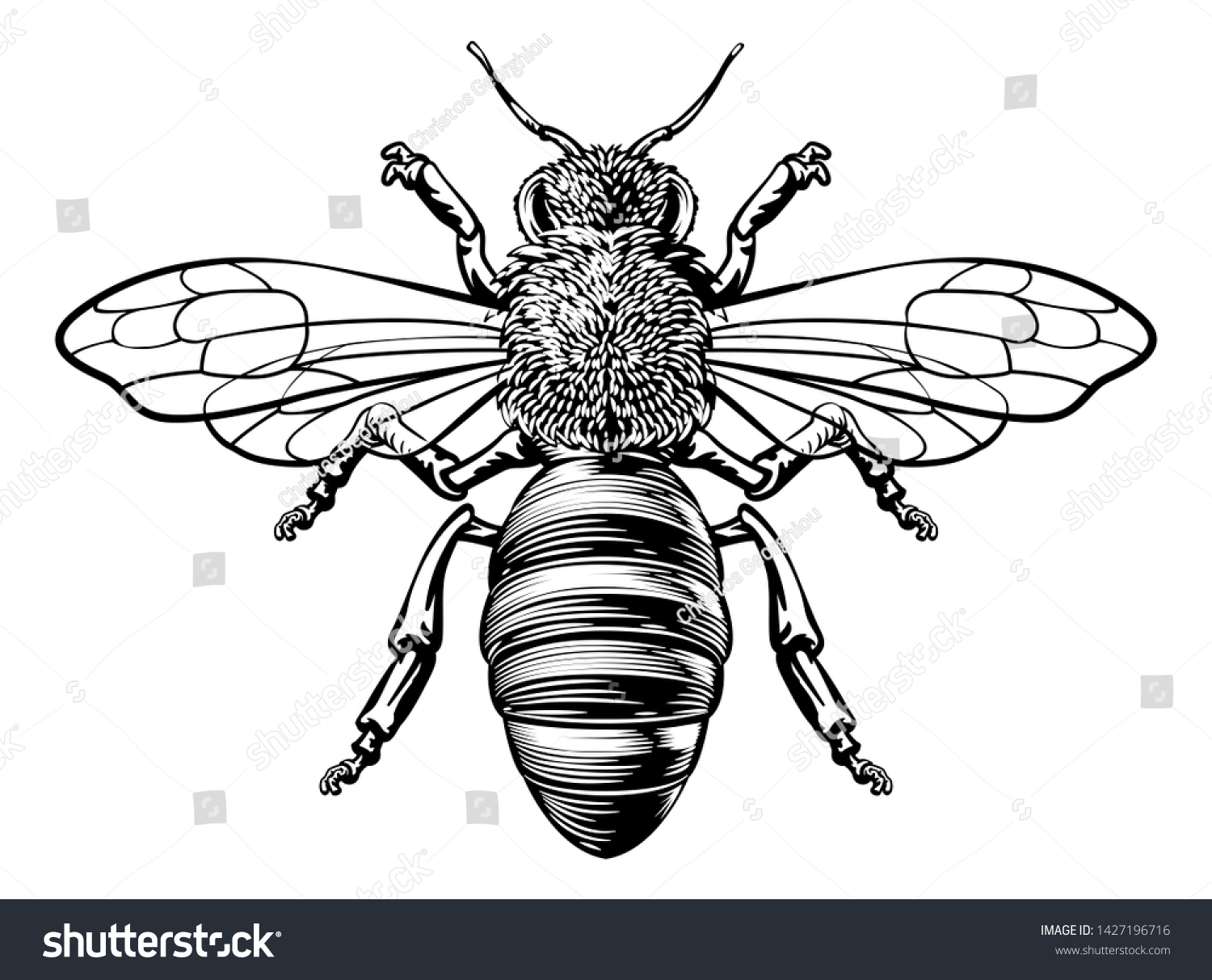 Honey Bumble Bee Bumblebee Woodcut Drawing Stock Illustration ...