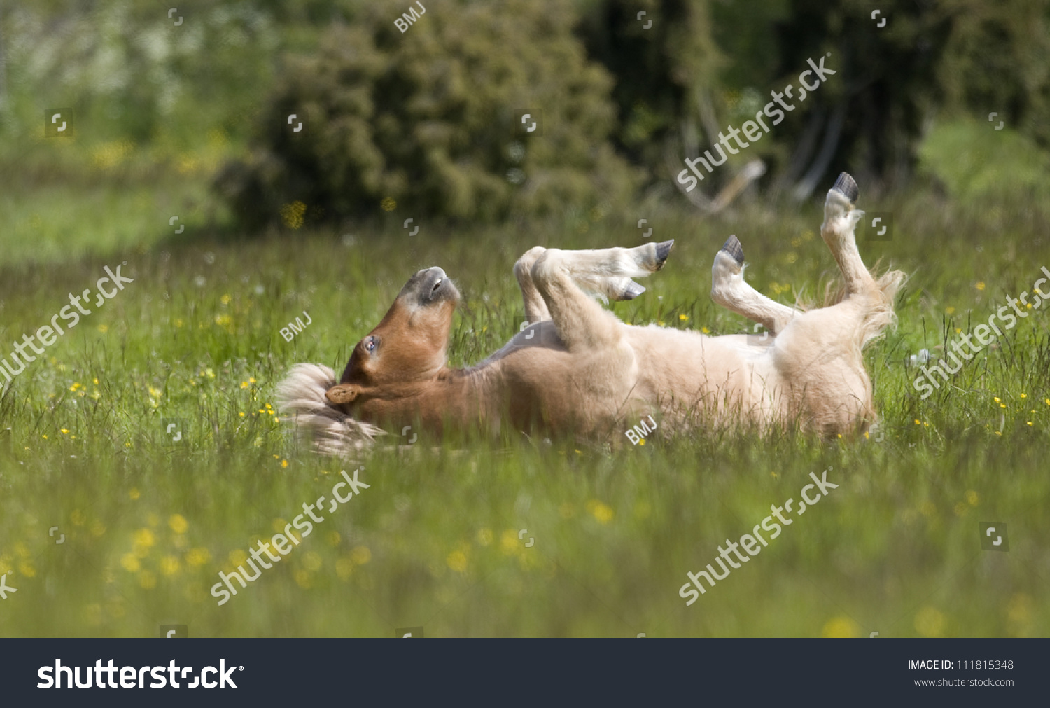 A Horse Lying On Its Back Stock Photo 111815348 : Shutterstock