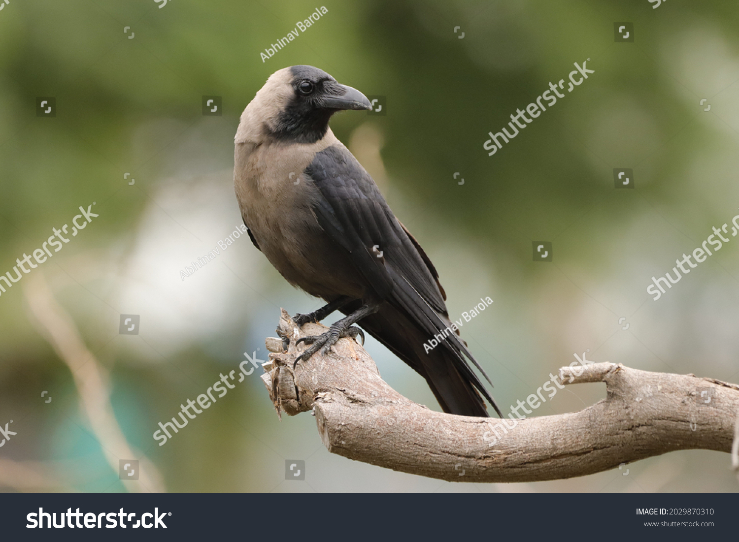 crow in front of house meaning