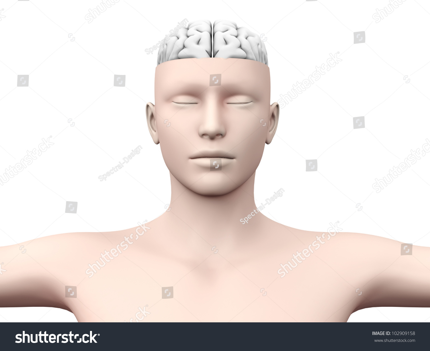 A Human Brain. Anatomical Visualization. 3d Rendered Illustration ...