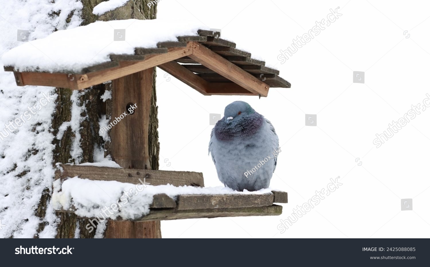recommend clip art: A hungry and frozen pigeon is waiting for food, sitting on a snowy feeder, fluffing up its feathers