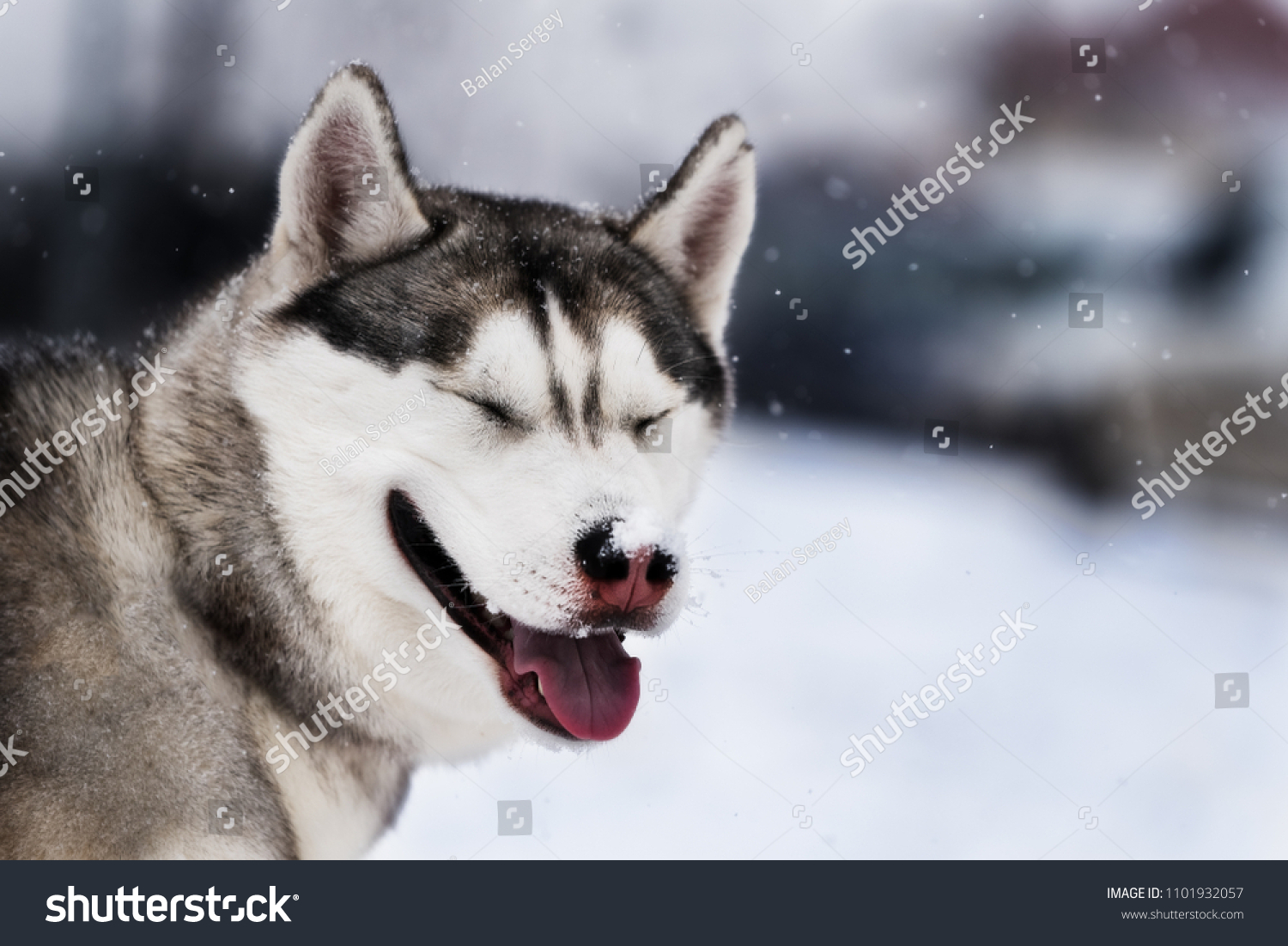 Husky Snow On Her Nose Portrait Stock Photo Edit Now 1101932057