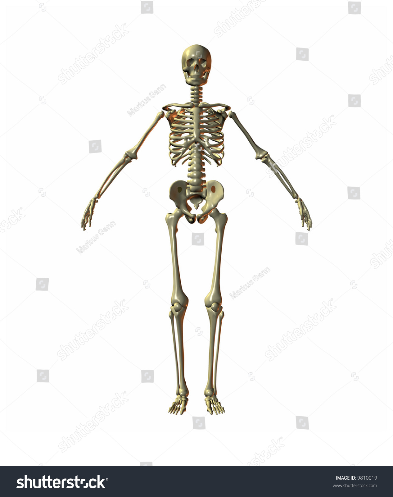 A Illustration Of A Skeleton On A White Background - 9810019 : Shutterstock