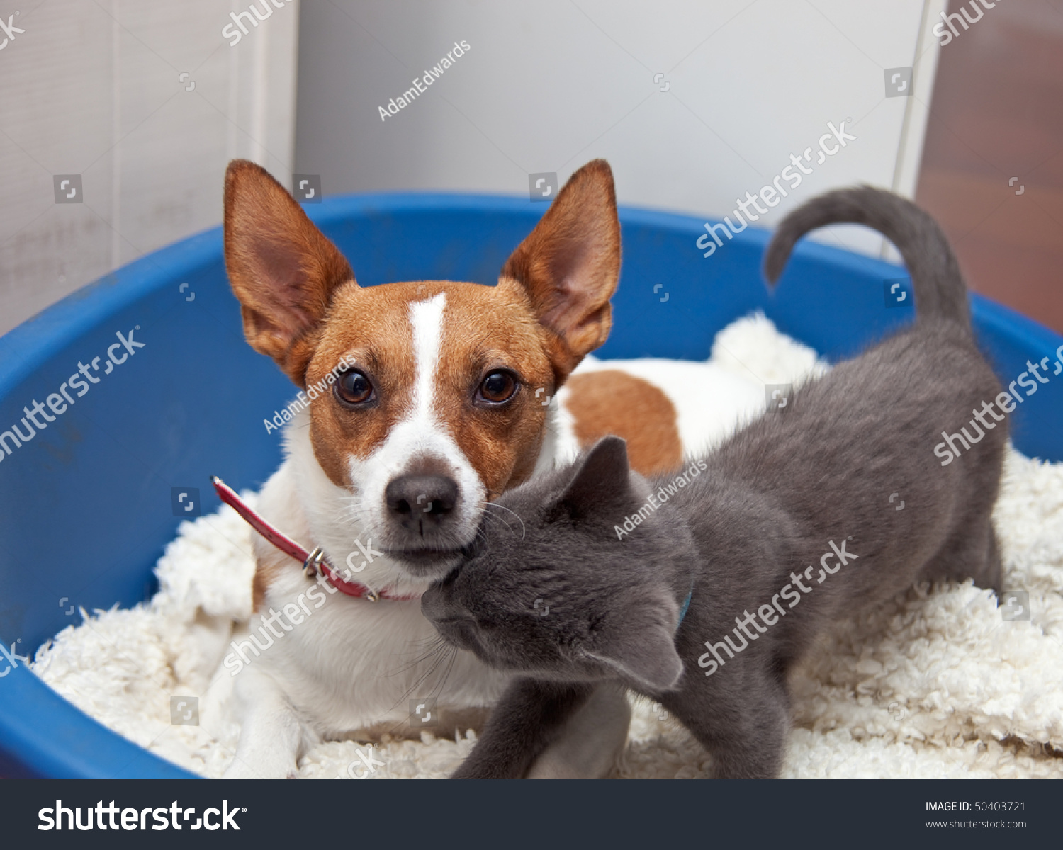 australian shepherd jack russell terrier jack russell terrier pointy ears looks stock photo 50403721 australian shepherd jack russell terrier jack russell terrier pointy ears looks stock photo 50403721