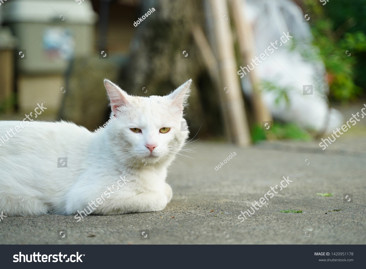 white cat in japanese