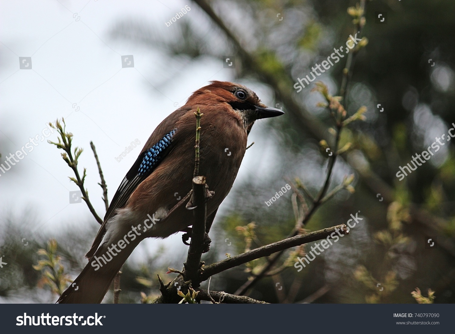 Jay Brown Blue Feathers Sitting On Stock Photo Edit Now