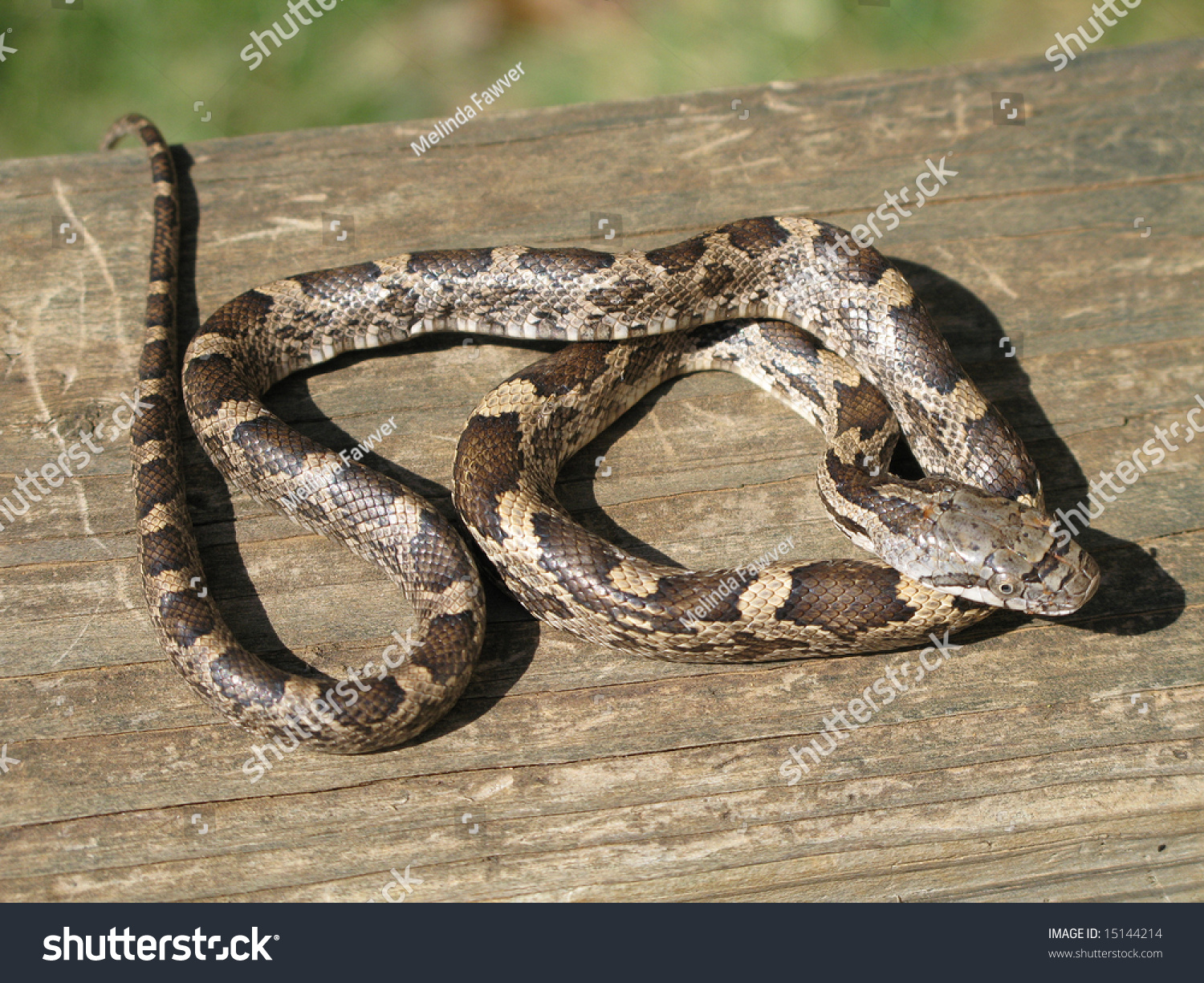 Juvenile Black Rat Snake Basks Sun Foto De Stock 15144214 | Shutterstock