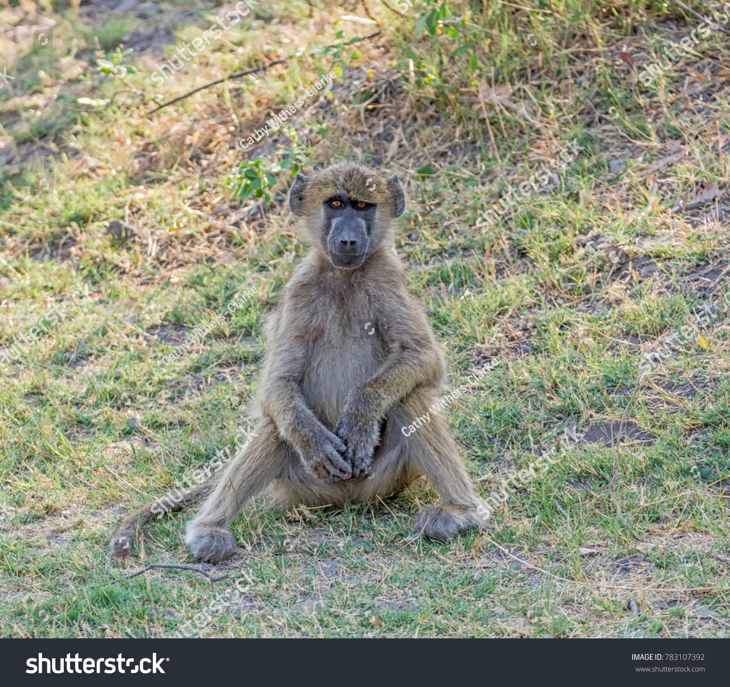 Juvenile Chacma Baboon Sitting Namibian Savanna Stock Photo 783107392 ...