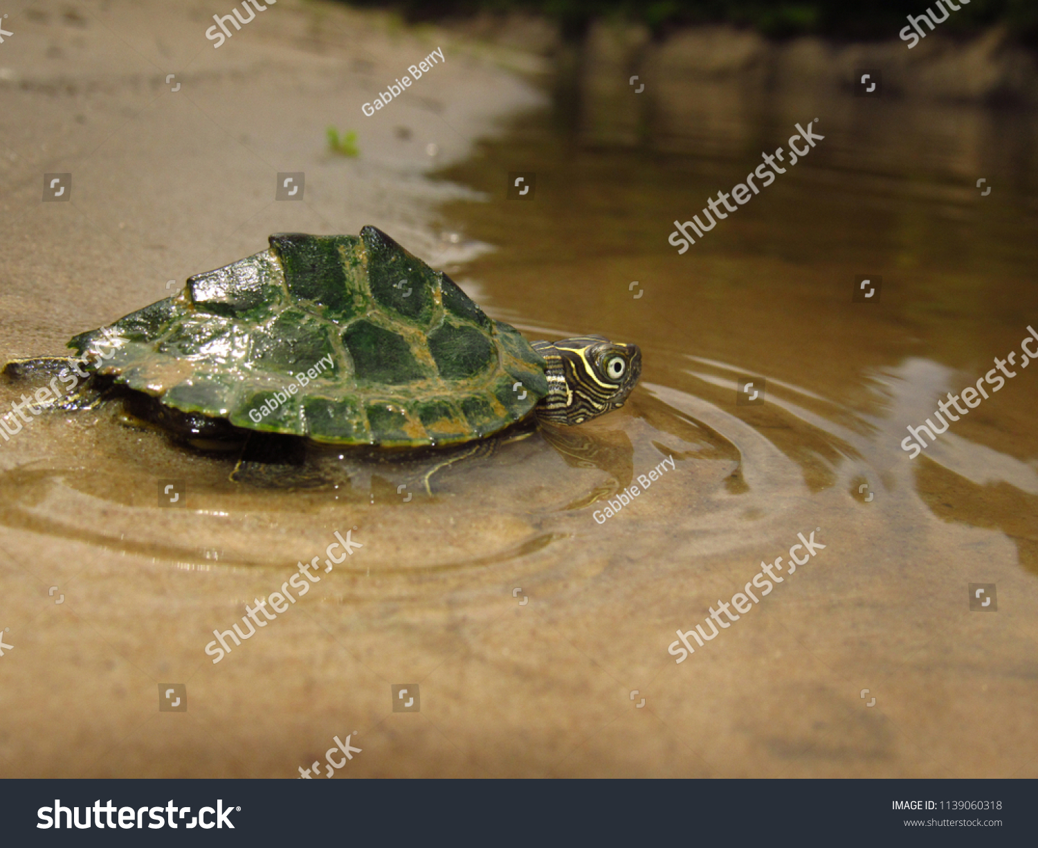 Juvenile Mississippi Map Turtle Graptemys Pseudogeographica Stock Photo ...