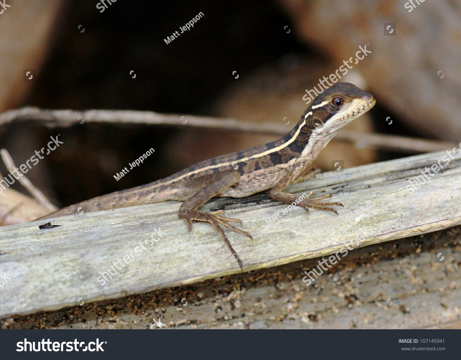 A Juvenile Striped Or Brown Basilisk, Basiliscus Vittatus, The Lizard ...