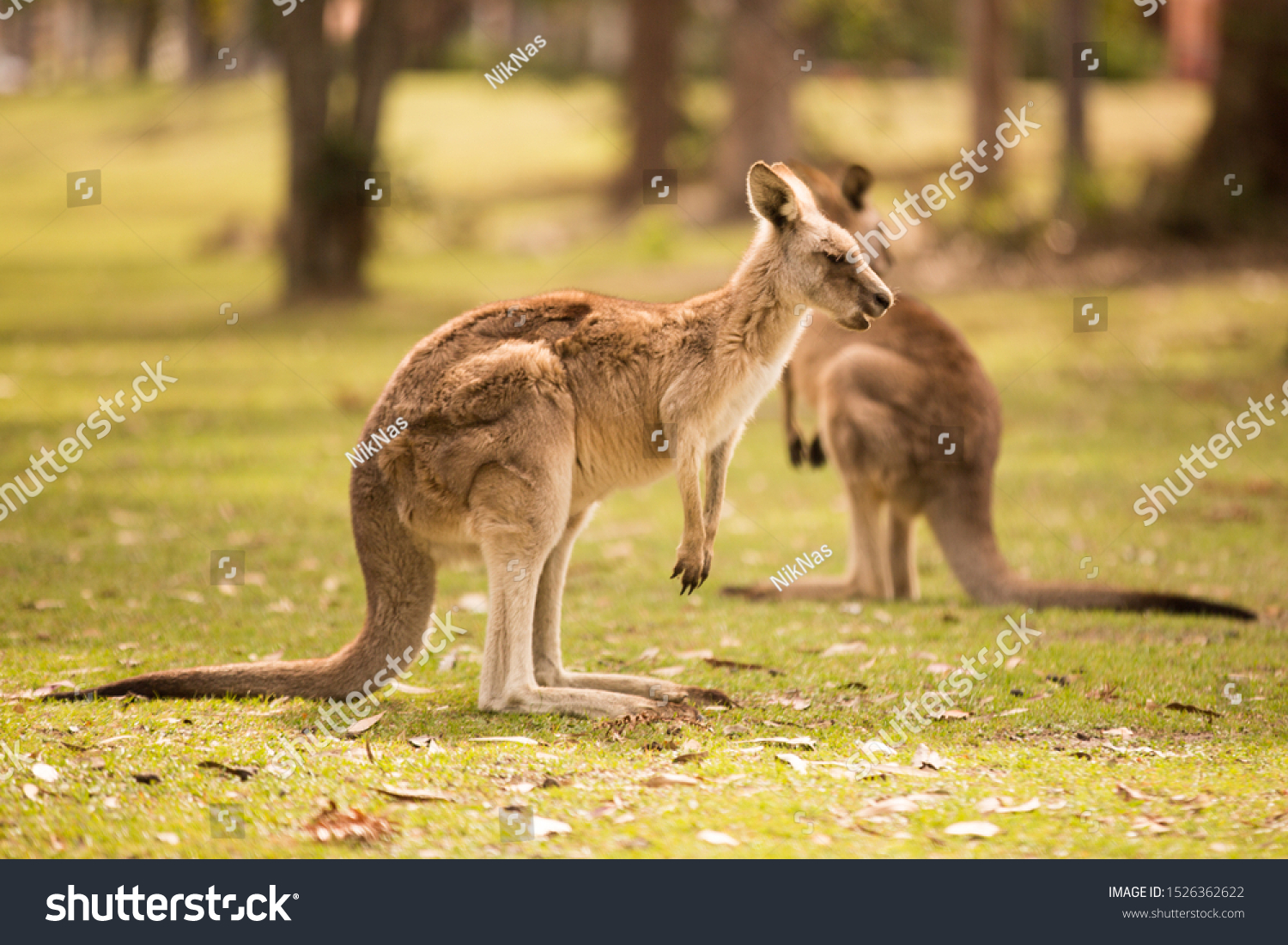 katolsk Auto privatliv Kangaroo Australian Wildlife Outdoor Background Kangaroos Stock Photo (Edit  Now) 1526362622