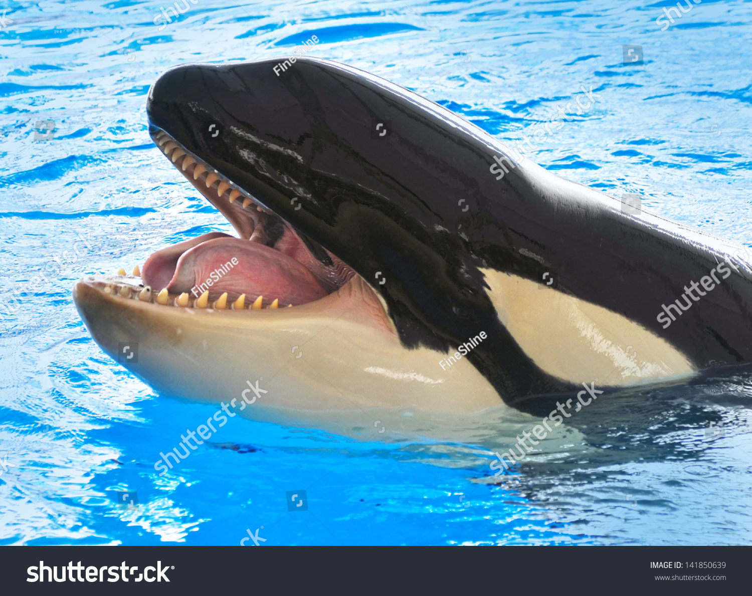 A Killer Whale, Orcinus Orca Stock Photo 141850639 : Shutterstock