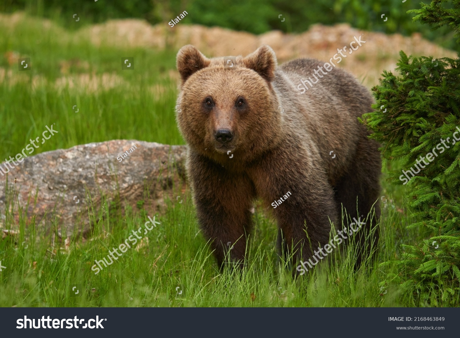 Large Brown Bear Forest Apex Predator Stock Photo 2168463849 