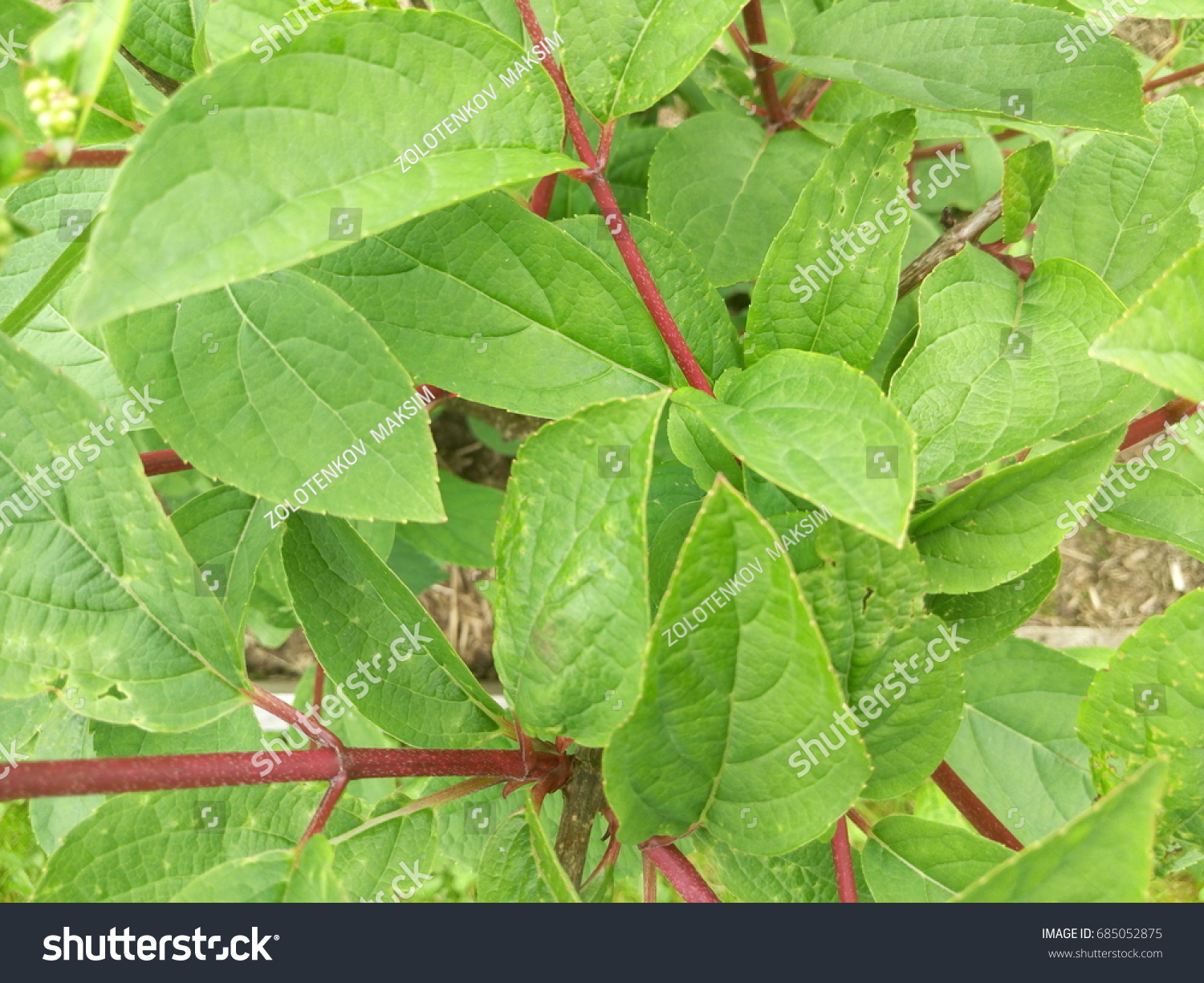 Shrub With Green And Red Leaves : 27 Types Of Shrubs With Pictures Care Guide Trees Com / Rose colored flowers carpet this hardy shrub creating a beautiful change in photinia is a large growing shrub with dark, shiny leaves and red new leaves.