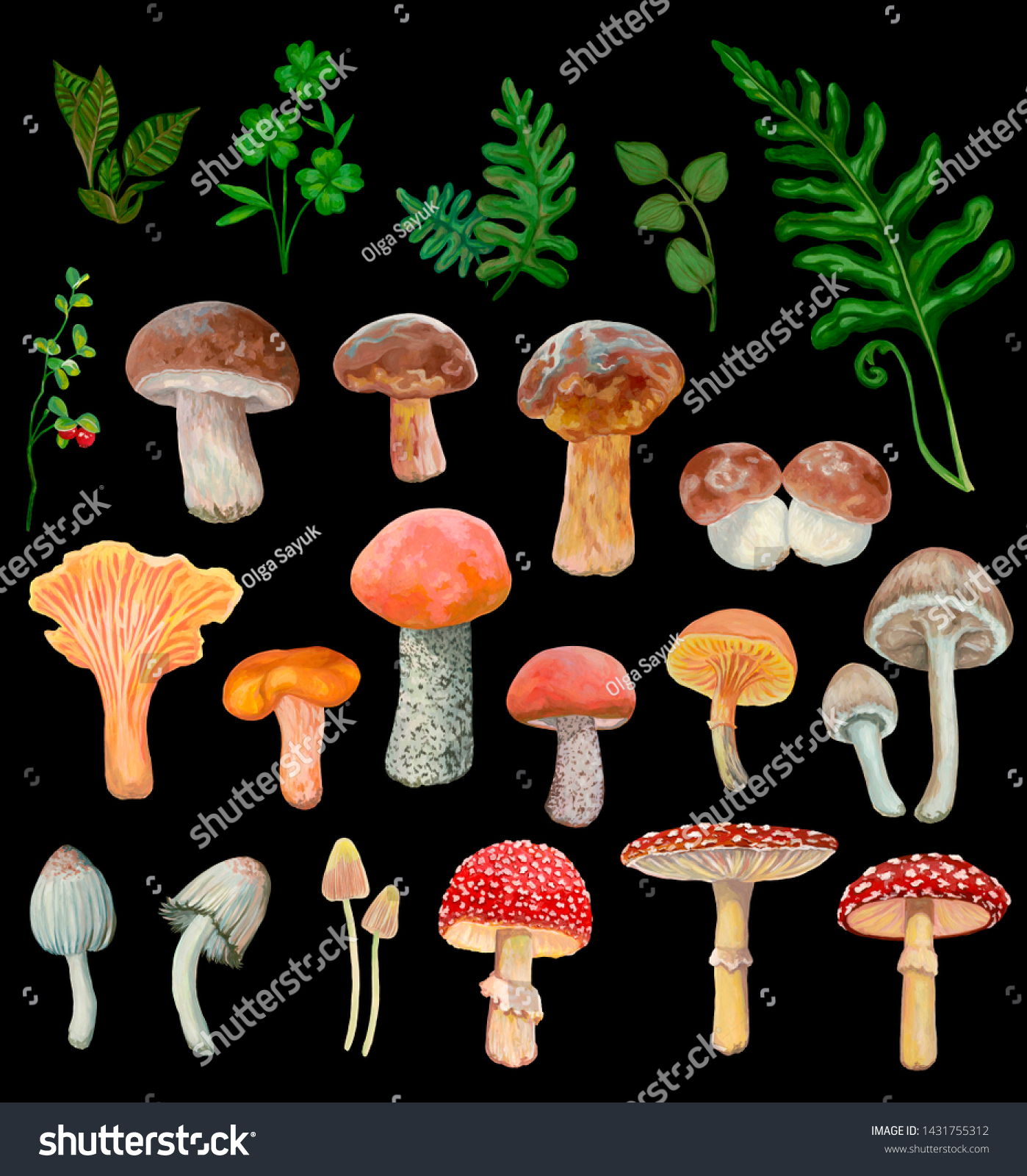 Large Collection Various Mushrooms Ferns Other Stock Illustration