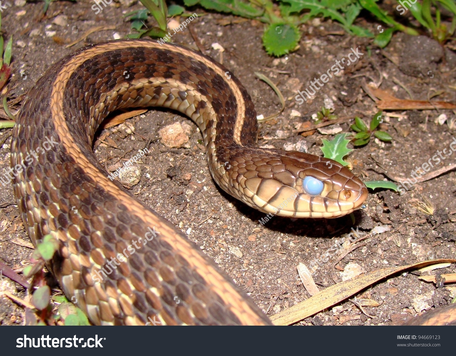 Large Eastern Garter Snake Thamnophis Sirtalis Stock Photo 94669123 ...