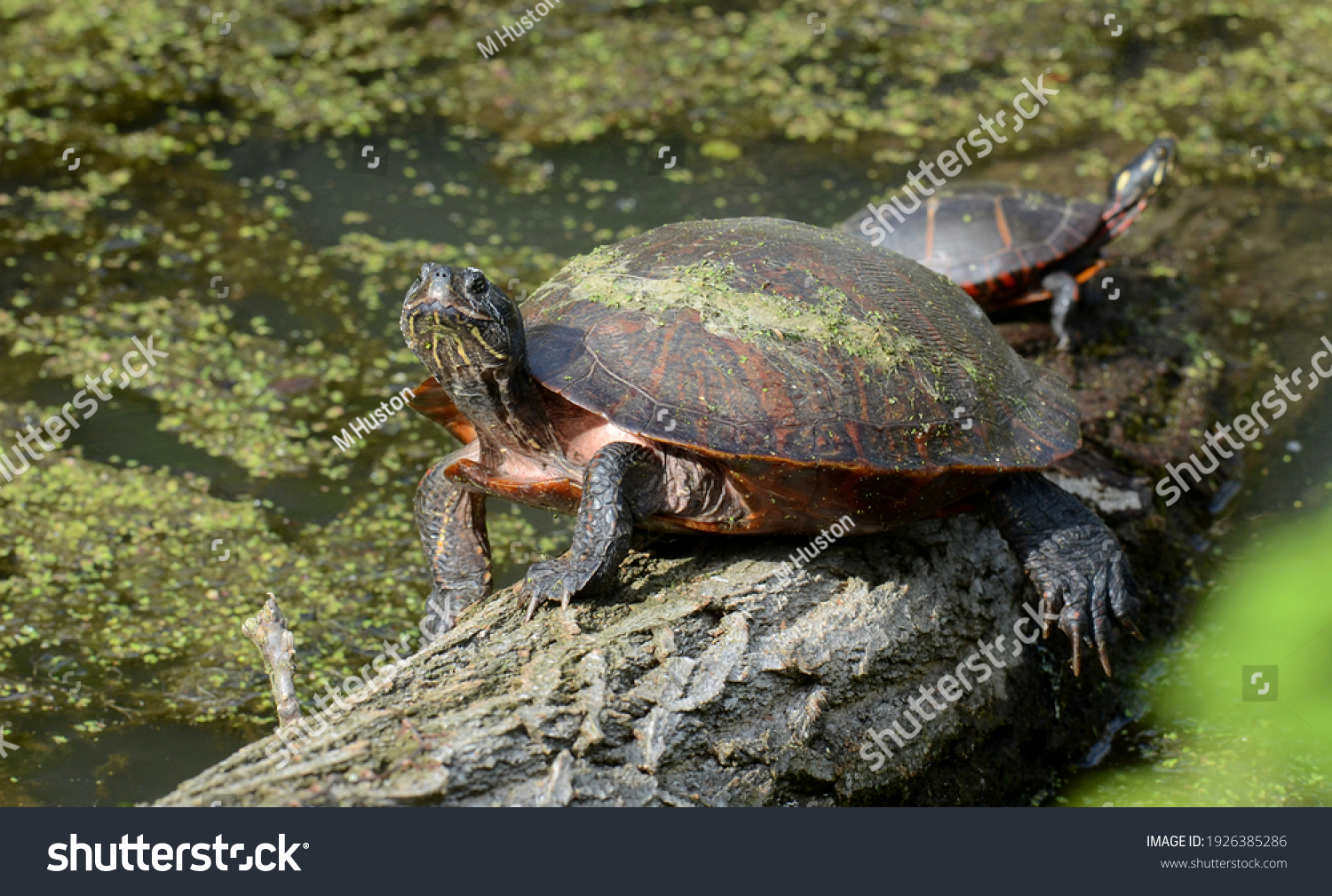 Cooter Images, Stock Photos & Vectors | Shutterstock