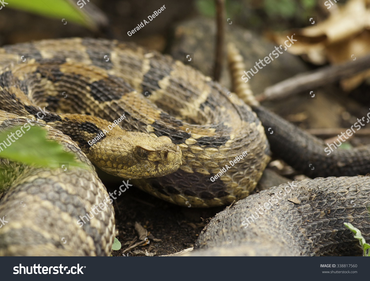 Large Gravid Female Timber Rattlesnake Coils Stock Photo (Edit Now ...