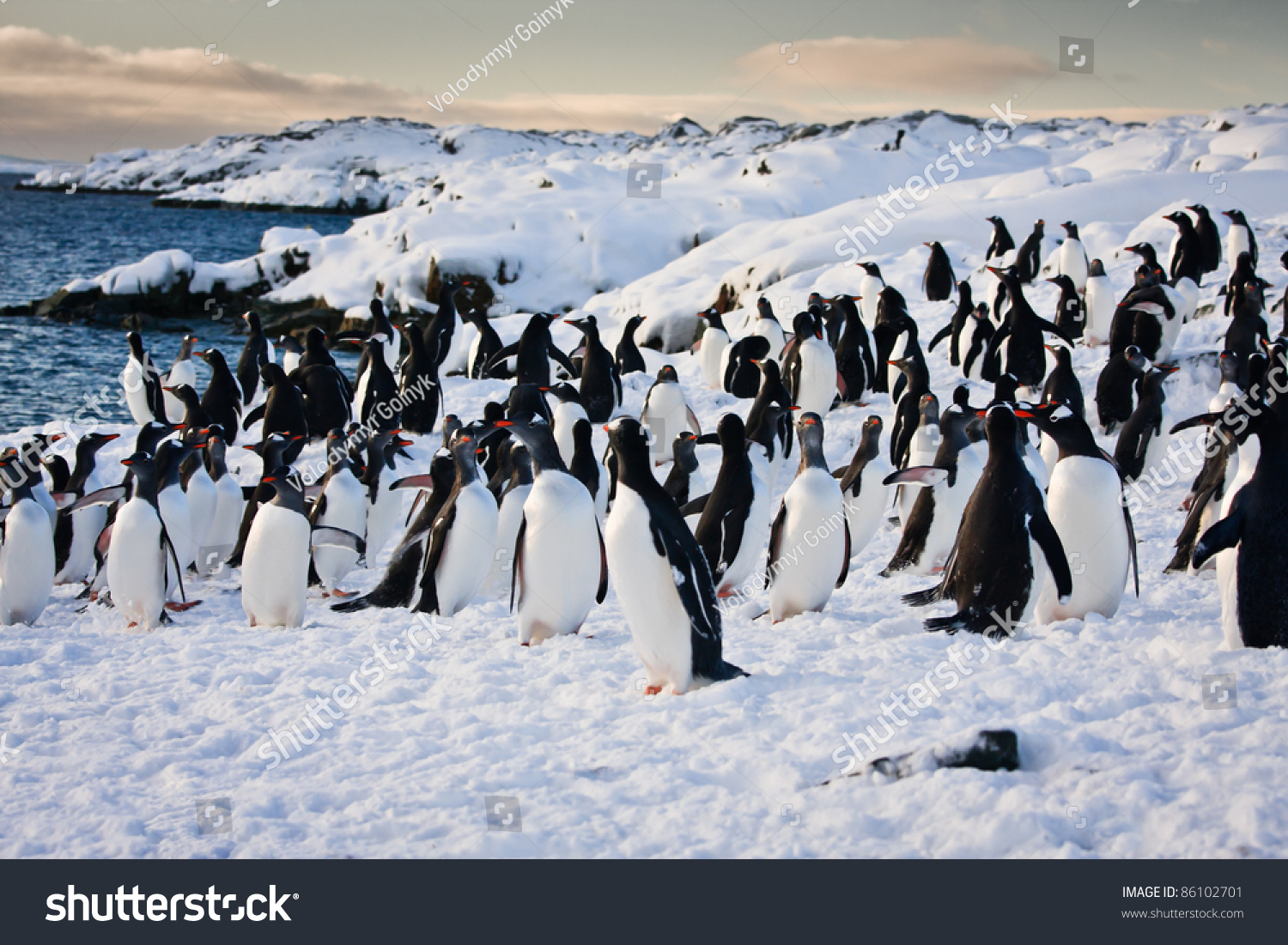 A Large Group Of Penguins Having Fun In The Snowy Hills Of The ...