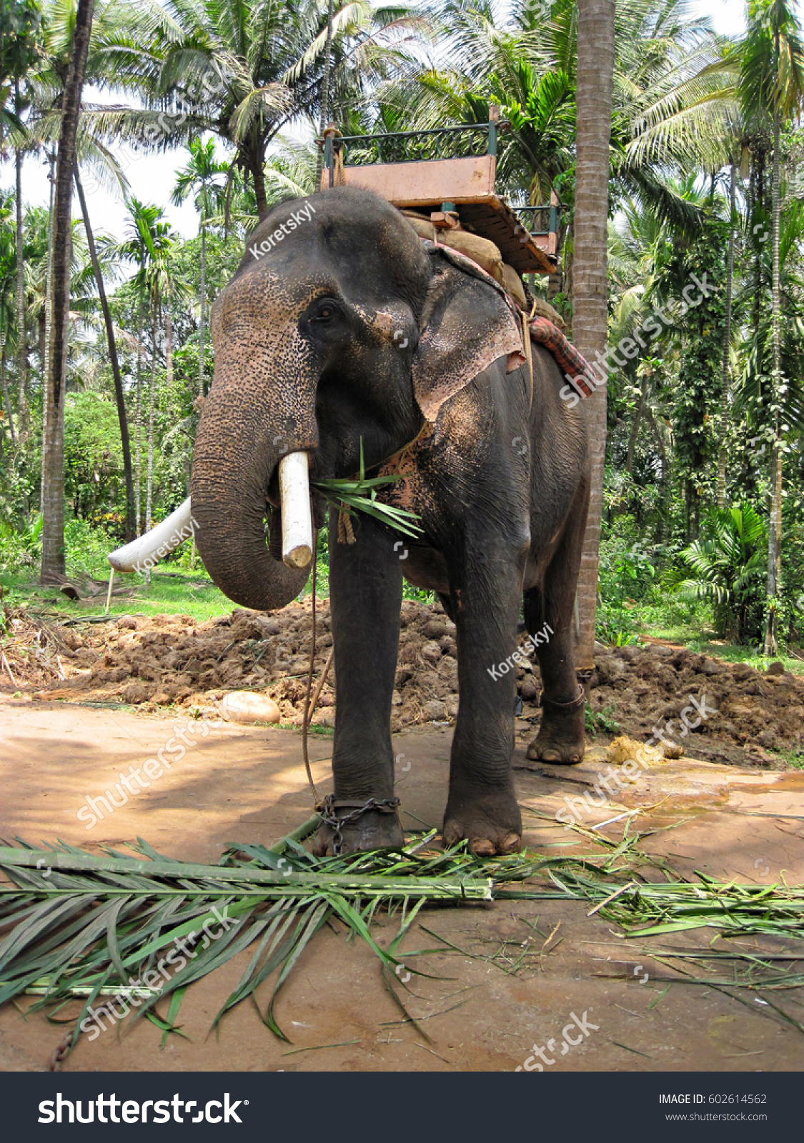 Large Indian Riding Elephant Eats Palm Stock Photo 602614562 Shutterstock