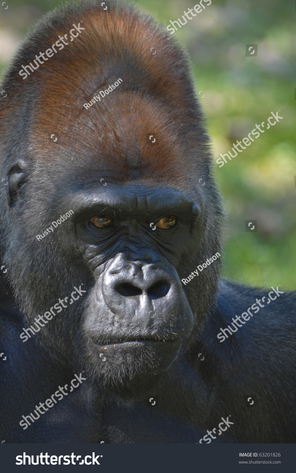 A Large Male Gorilla Showing One Of The Many Expressions These ...